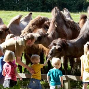 Barna får hjelpe dyreparkguiden med å mate kamelene.