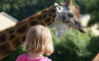 Aalborg zoo Giraff